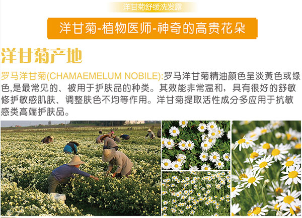 洋甘菊產(chǎn)地.jpg 洋甘菊產(chǎn)地.jpg