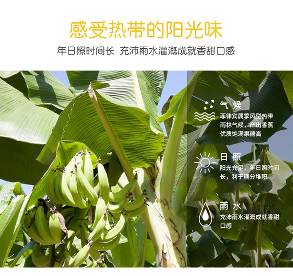 巴瑪熊香蕉片 (8).jpg