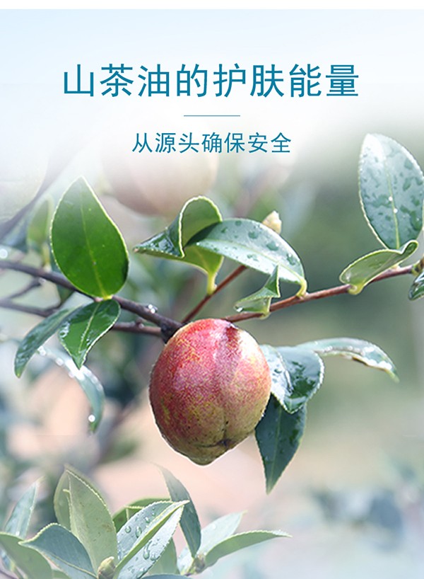 天使森林山茶籽精華兒童洗發(fā)水詳情_04.jpg