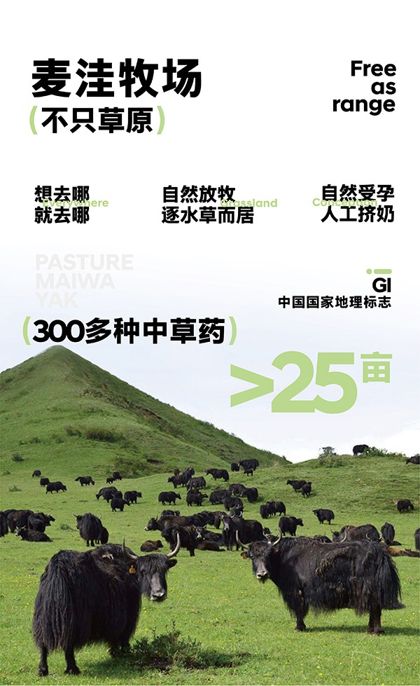 麥洼牧場(chǎng)牦牛奶.jpg 麥洼牧場(chǎng)牦牛奶.jpg